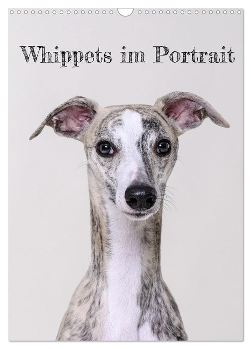 Whippets im Portrait (CALVENDO Wandkalender 2024)