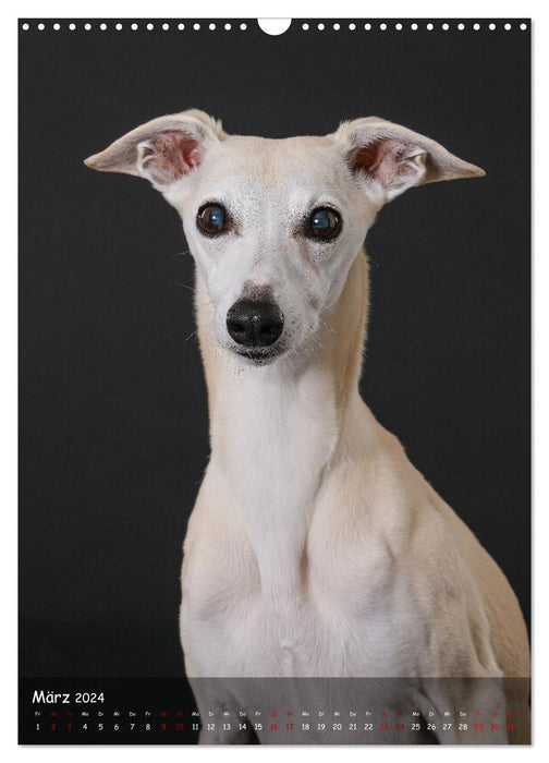 Whippets im Portrait (CALVENDO Wandkalender 2024)