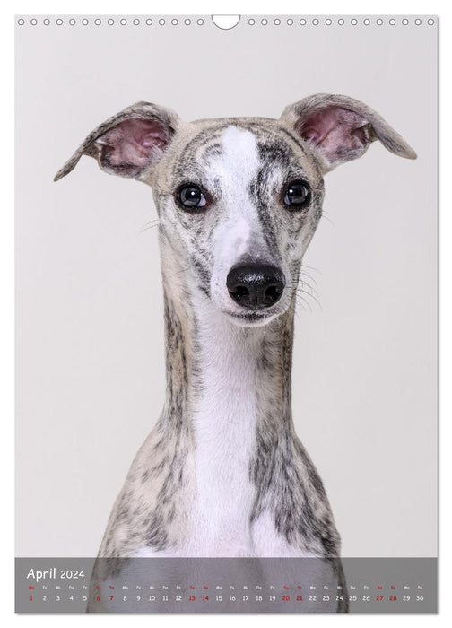 Whippets im Portrait (CALVENDO Wandkalender 2024)