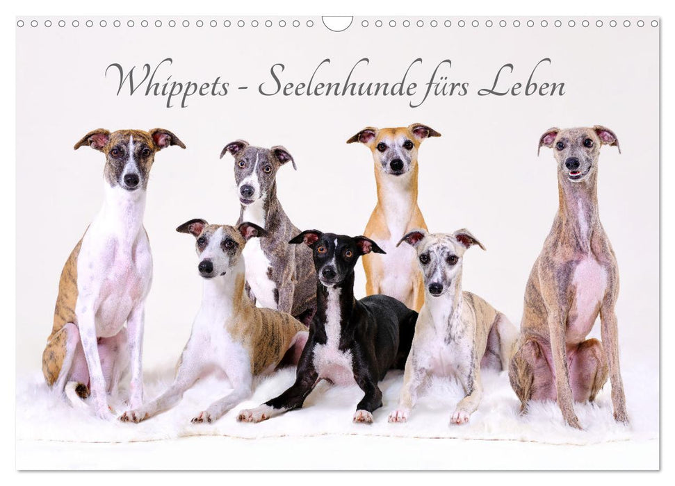 Whippets - Seelenhunde fürs Leben (CALVENDO Wandkalender 2024)