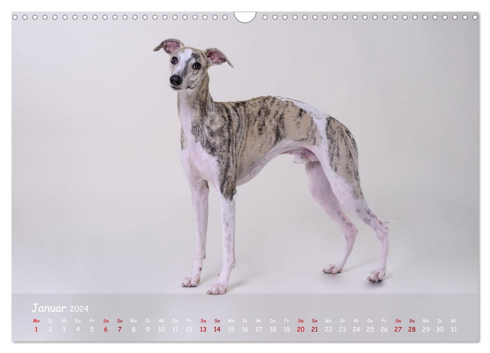 Whippets - soul dogs for life (CALVENDO wall calendar 2024) 