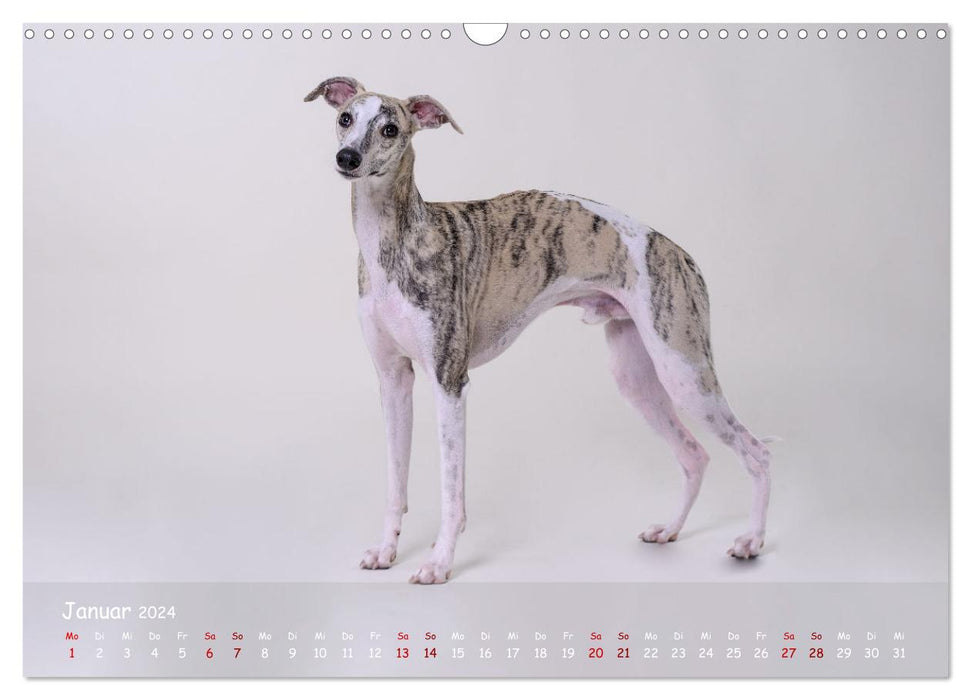 Whippets - Seelenhunde fürs Leben (CALVENDO Wandkalender 2024)