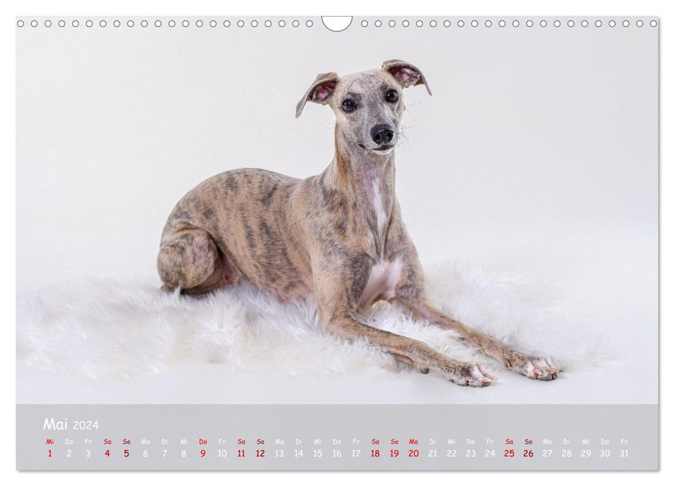 Whippets - soul dogs for life (CALVENDO wall calendar 2024) 