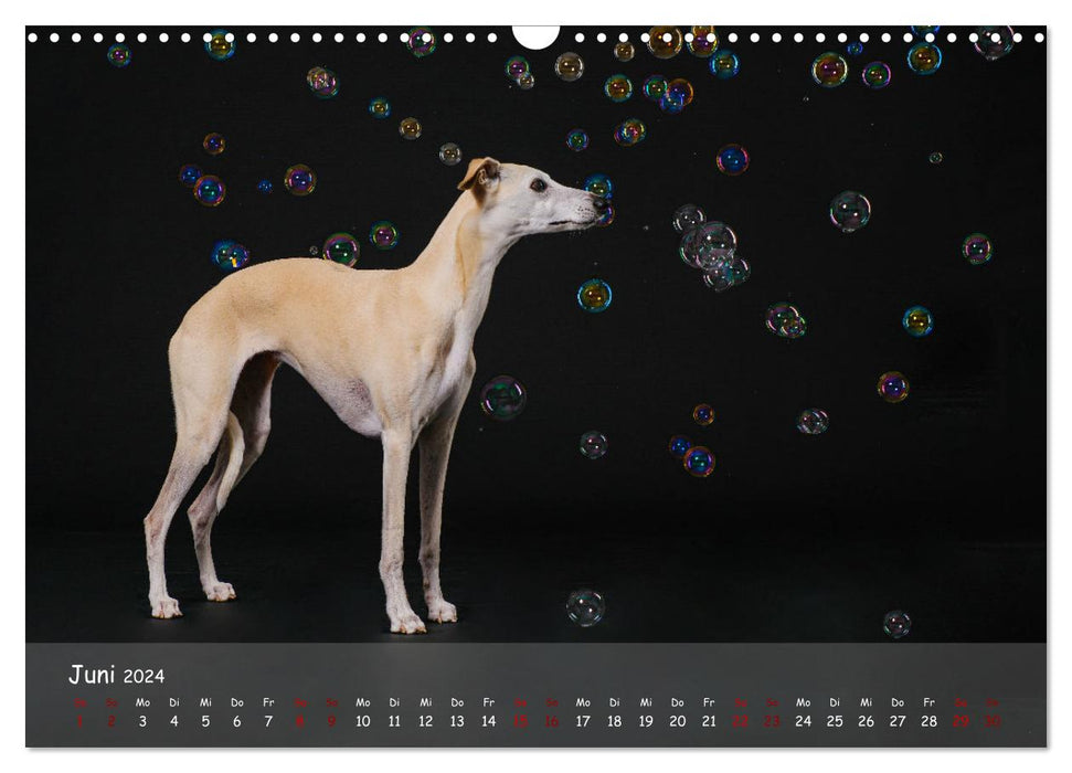 Whippets - soul dogs for life (CALVENDO wall calendar 2024) 