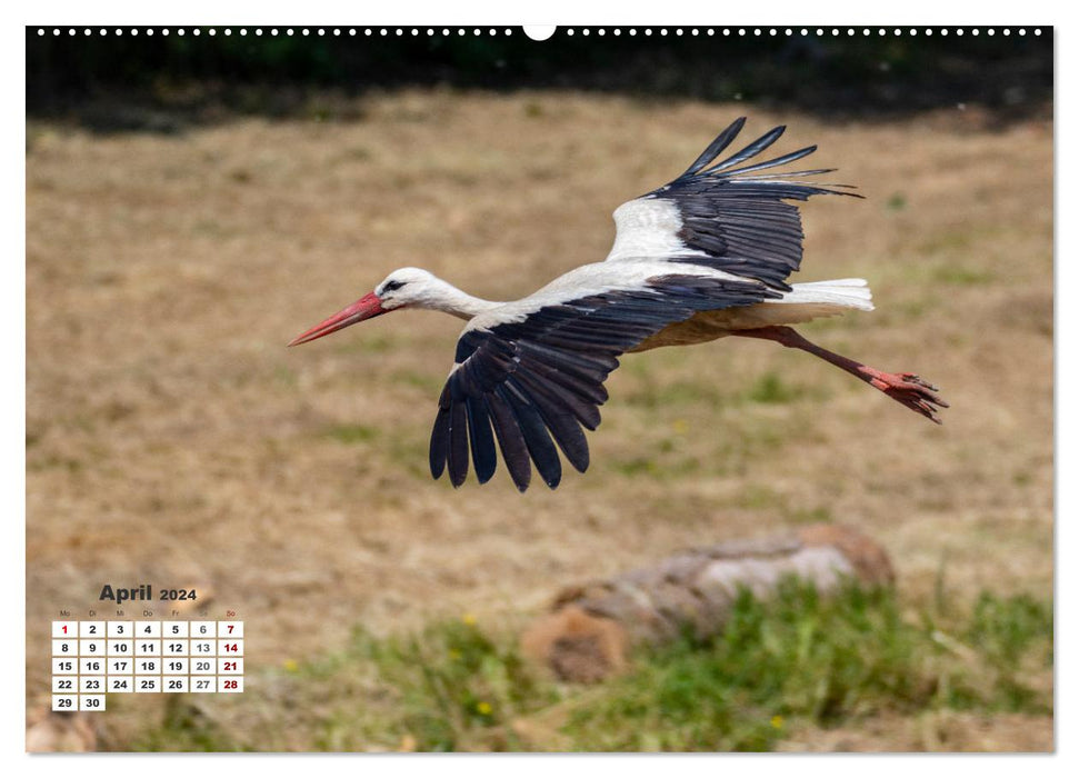 Croatia - Along the Sava (CALVENDO Premium Wall Calendar 2024) 