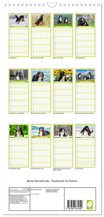 Berner Sennenhunde - Traumhunde mit Charme (CALVENDO Familienplaner 2024)