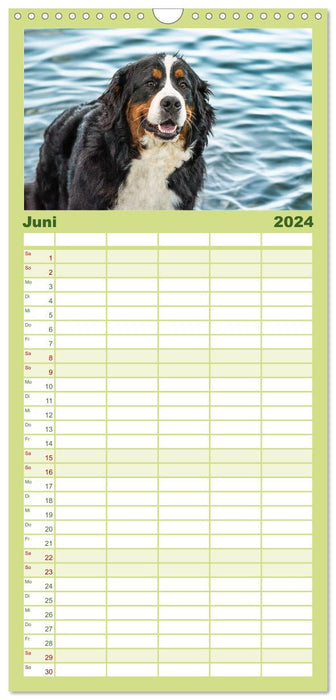 Berner Sennenhunde - Traumhunde mit Charme (CALVENDO Familienplaner 2024)