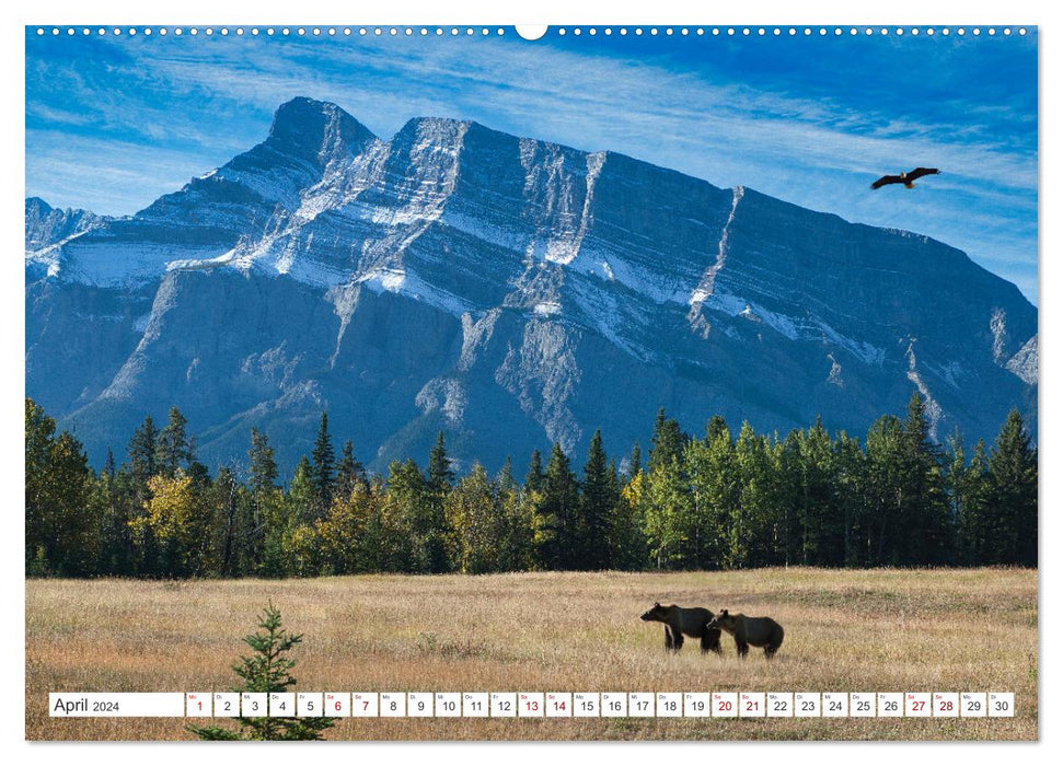 CANADA - The Bears of the Rocky Mountains (CALVENDO wall calendar 2024) 