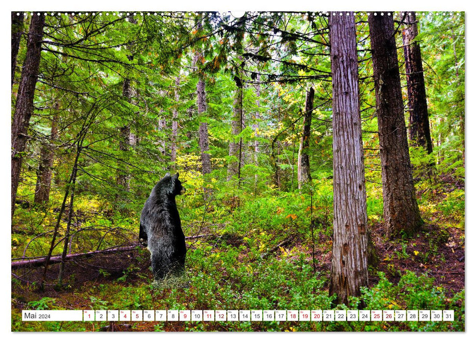 KANADA - Die Bären der Rocky Mountains (CALVENDO Wandkalender 2024)