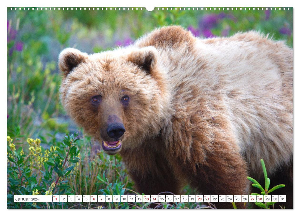 KANADA - Die Bären der Rocky Mountains (CALVENDO Premium Wandkalender 2024)