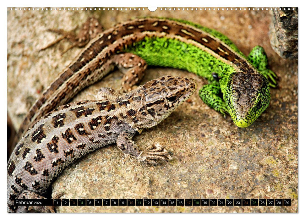 Small dragons - lizards (CALVENDO wall calendar 2024) 