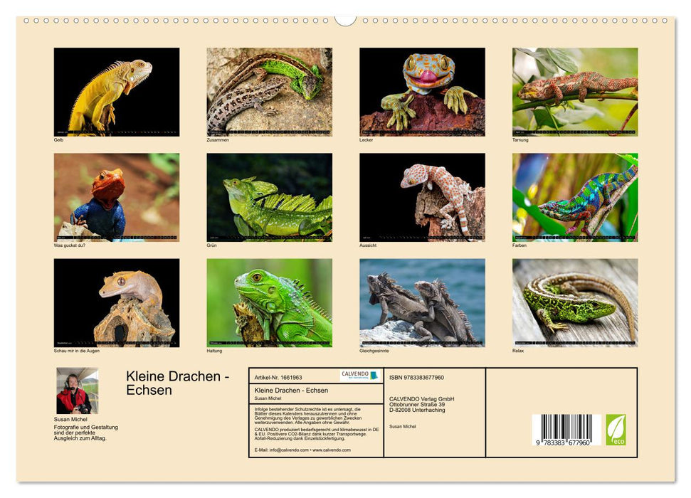 Kleine Drachen - Echsen (CALVENDO Premium Wandkalender 2024)