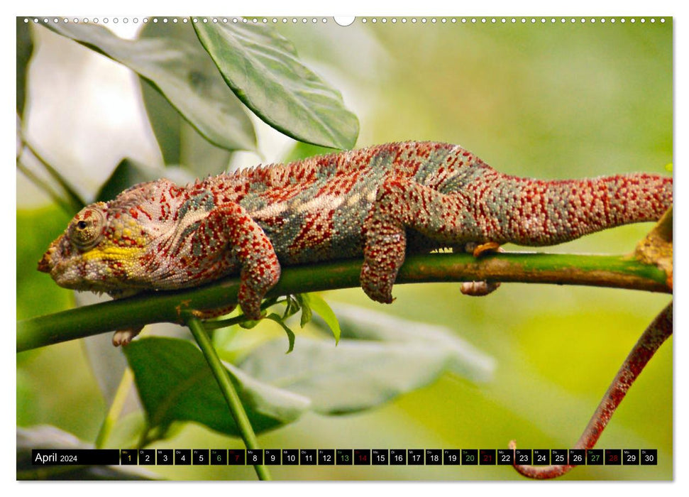 Little Dragons - Lizards (CALVENDO Premium Wall Calendar 2024) 