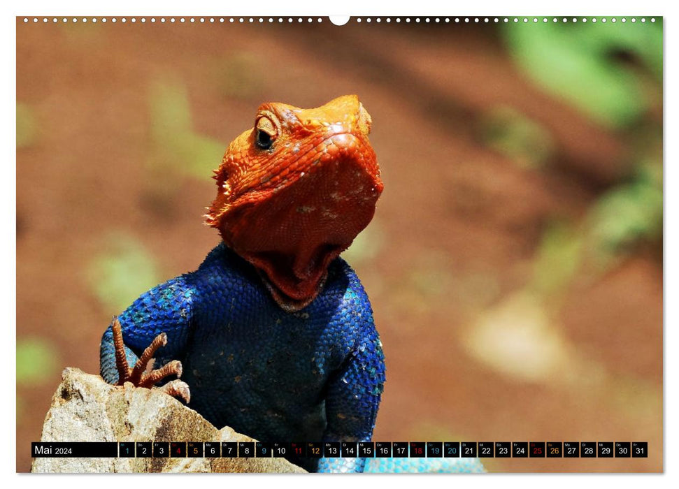 Petits Dragons - Lézards (Calvendo Premium Wall Calendar 2024) 