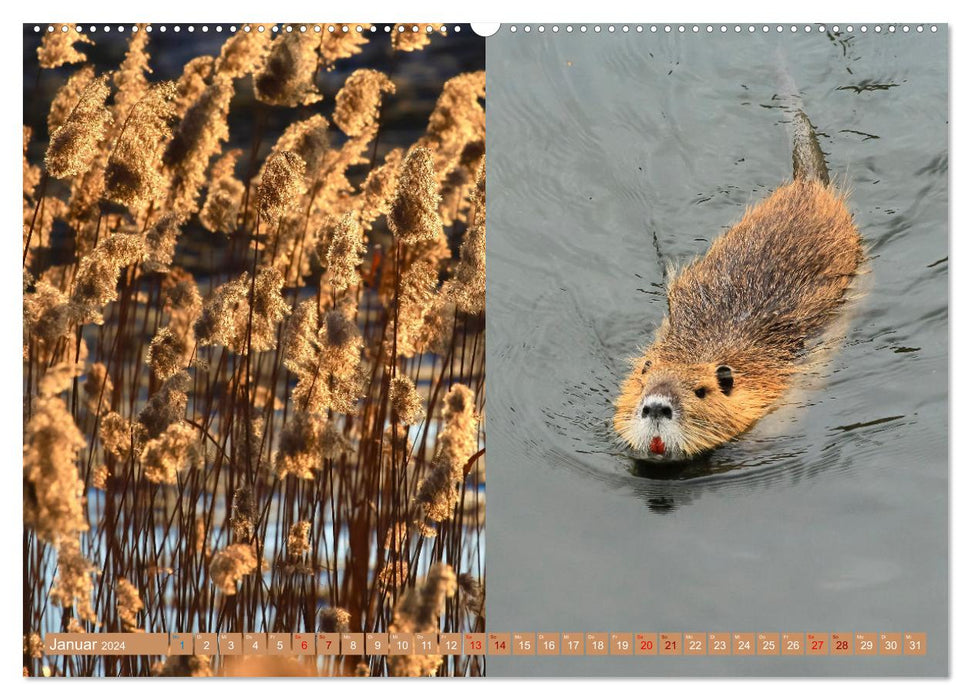 Oberlausitzer Heide- und Teichlandschaft (CALVENDO Premium Wandkalender 2024)