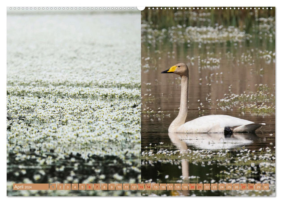Oberlausitzer Heide- und Teichlandschaft (CALVENDO Premium Wandkalender 2024)