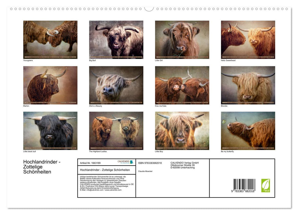 Bovins des Highlands - beautés hirsutes (Calvendo Premium Wall Calendar 2024) 