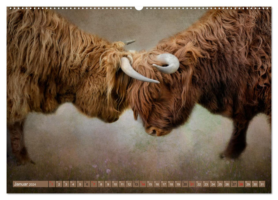 Bovins des Highlands - beautés hirsutes (Calvendo Premium Wall Calendar 2024) 