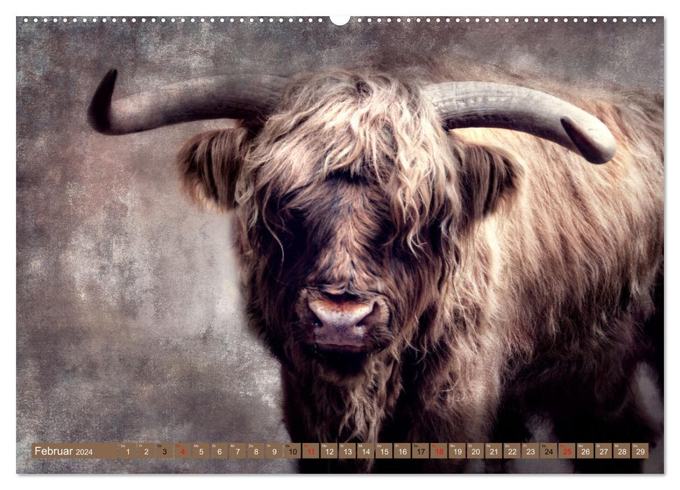 Bovins des Highlands - beautés hirsutes (Calvendo Premium Wall Calendar 2024) 