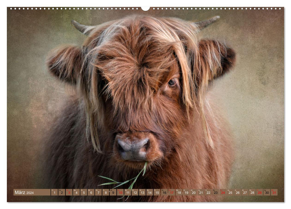 Bovins des Highlands - beautés hirsutes (Calvendo Premium Wall Calendar 2024) 