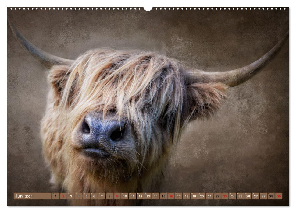 Bovins des Highlands - beautés hirsutes (Calvendo Premium Wall Calendar 2024) 