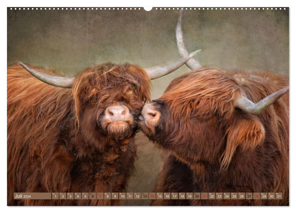 Bovins des Highlands - beautés hirsutes (Calvendo Premium Wall Calendar 2024) 