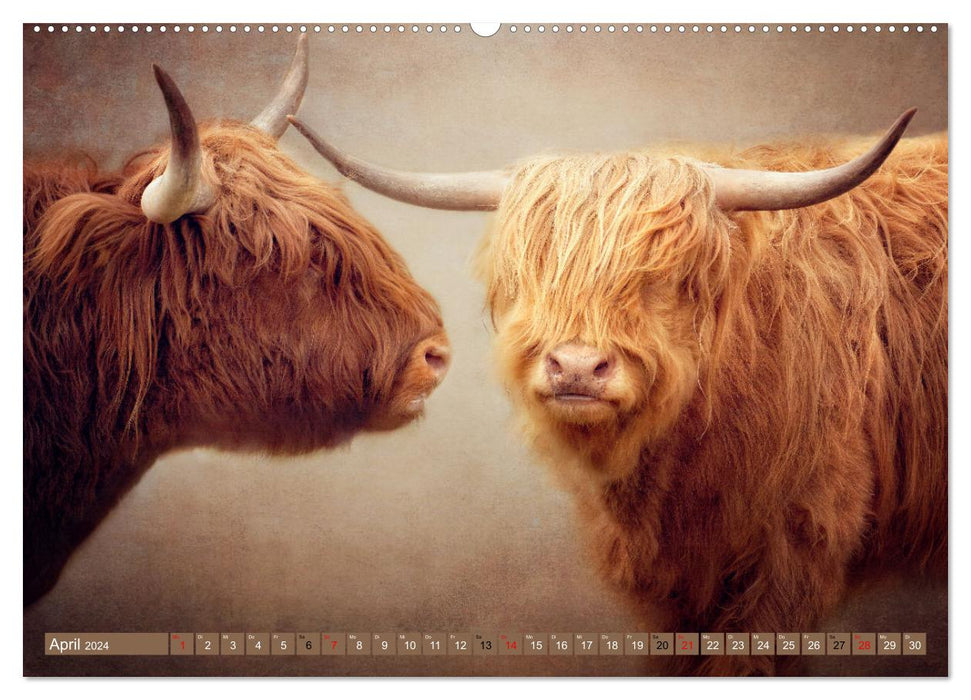 Bovins des Highlands - beautés hirsutes (calendrier mural CALVENDO 2024) 