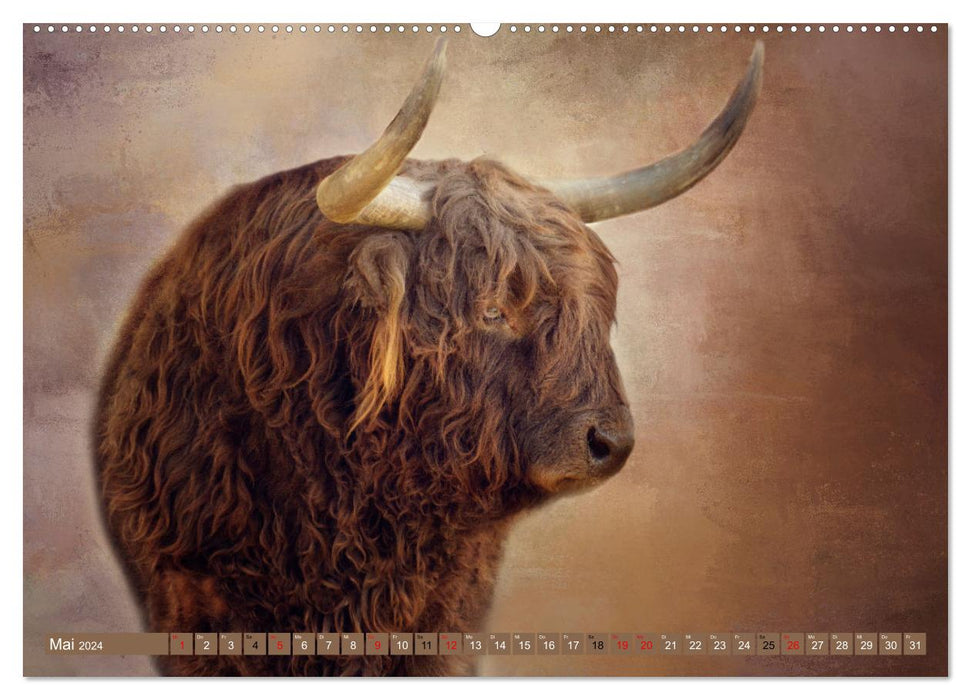 Bovins des Highlands - beautés hirsutes (calendrier mural CALVENDO 2024) 