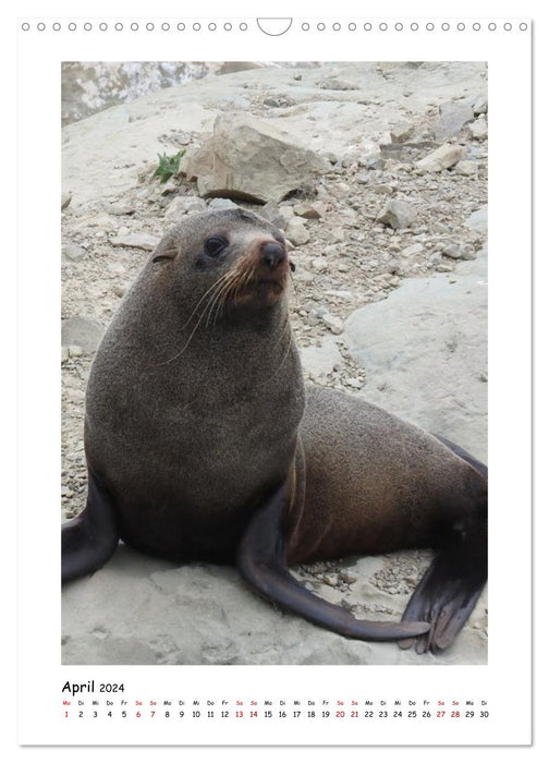 Otaries à fourrure de Nouvelle-Zélande et manchots aux yeux jaunes (calendrier mural CALVENDO 2024) 