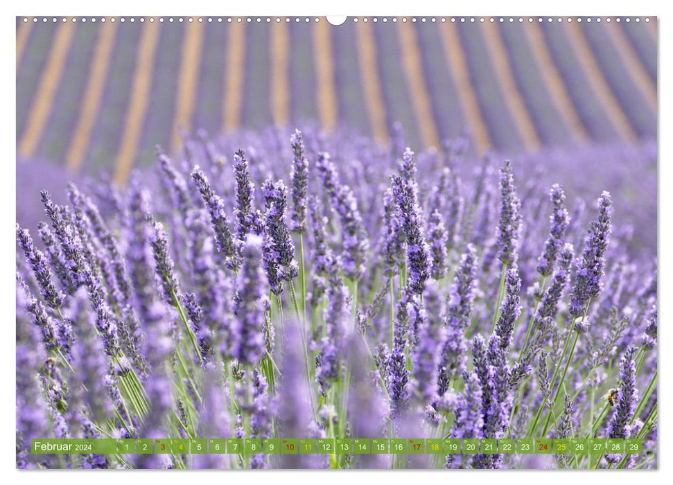 Der Duft von Lavendel (CALVENDO Premium Wandkalender 2024)