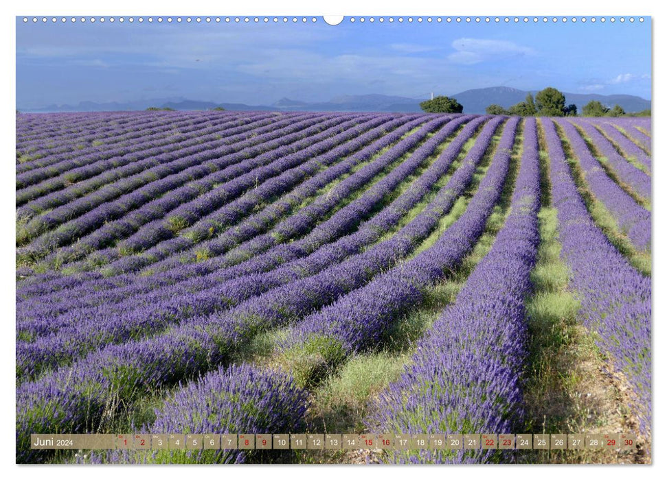 Der Duft von Lavendel (CALVENDO Premium Wandkalender 2024)