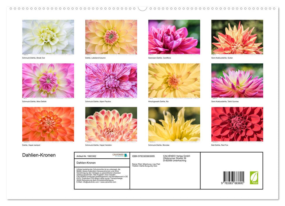 Dahlien-Kronen (CALVENDO Premium Wandkalender 2024)