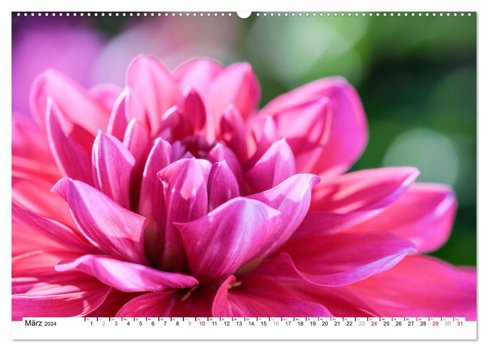 Dahlien-Kronen (CALVENDO Premium Wandkalender 2024)