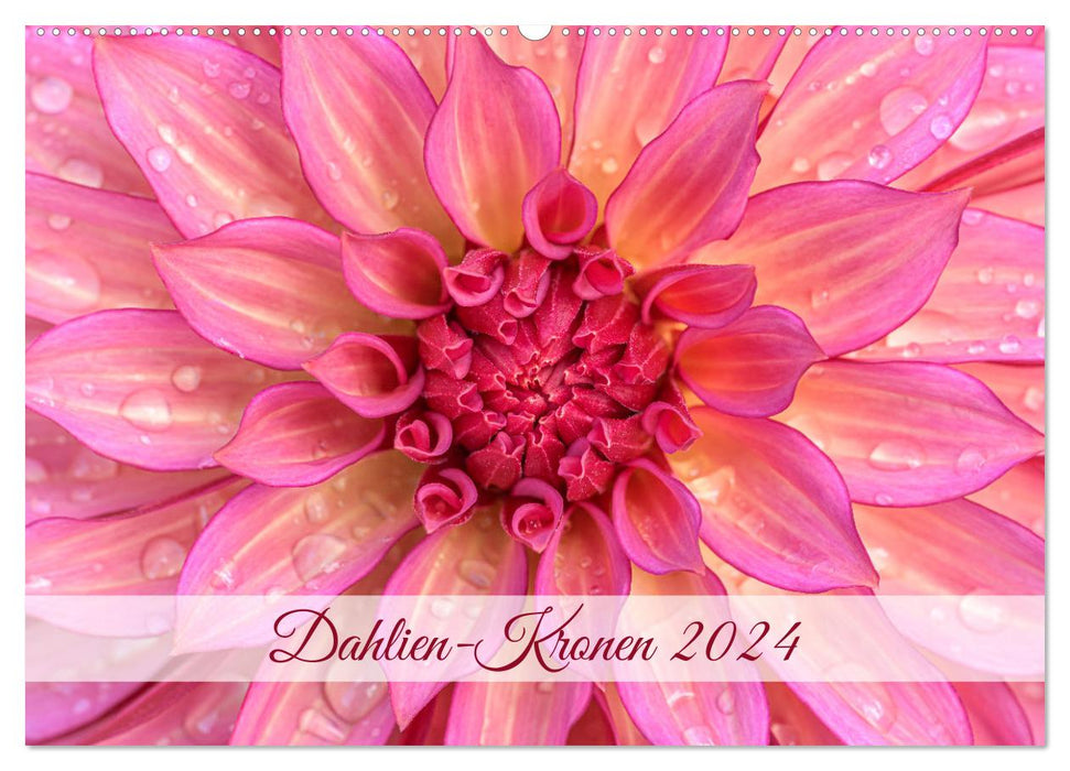 Dahlien-Kronen (CALVENDO Wandkalender 2024)