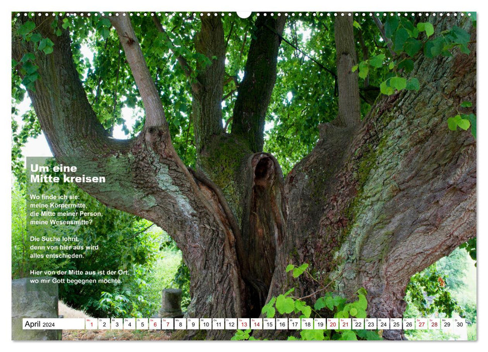 Stehen wie ein Baum (CALVENDO Wandkalender 2024)