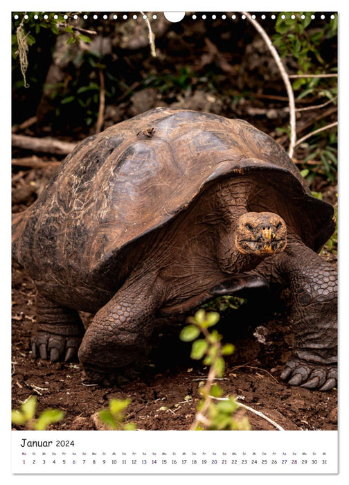 Wildlife - Die Tierwelt der Galapagos Inseln (CALVENDO Wandkalender 2024)