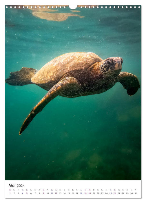Wildlife - Die Tierwelt der Galapagos Inseln (CALVENDO Wandkalender 2024)