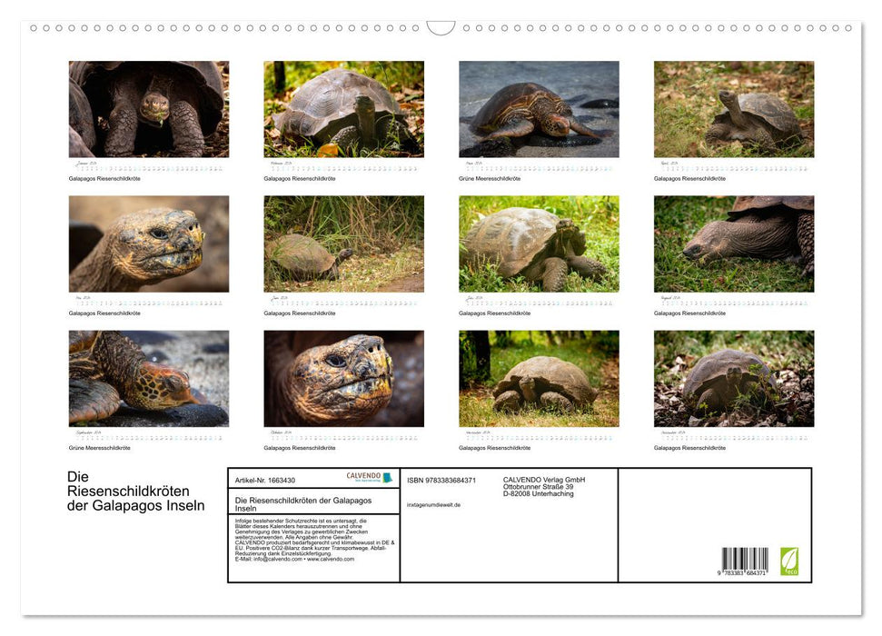 Die Riesenschildkröten der Galapagos Inseln (CALVENDO Wandkalender 2024)