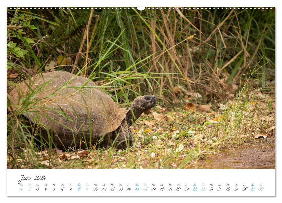 Die Riesenschildkröten der Galapagos Inseln (CALVENDO Wandkalender 2024)