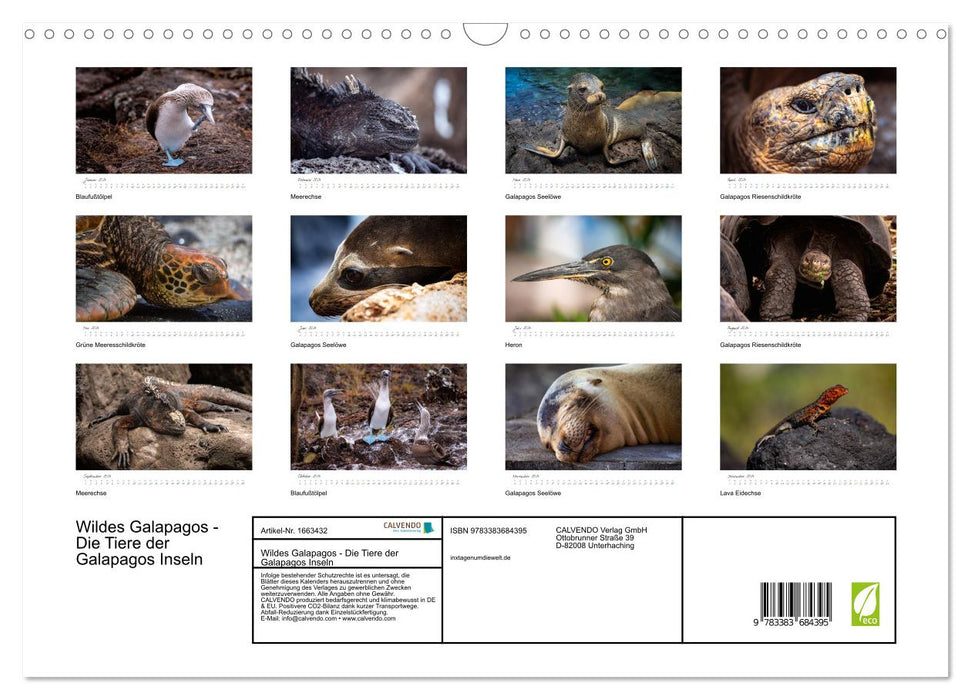 Wildes Galapagos - Die Tiere der Galapagos Inseln (CALVENDO Wandkalender 2024)