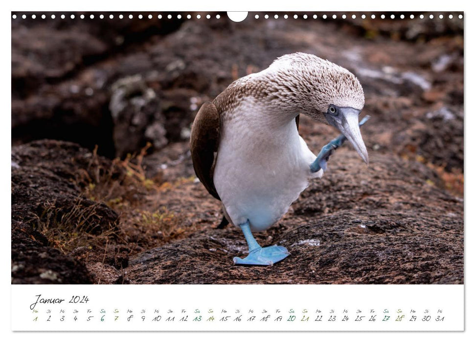 Wildes Galapagos - Die Tiere der Galapagos Inseln (CALVENDO Wandkalender 2024)