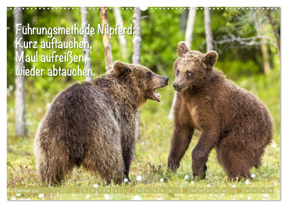 Spaß mit Bären: Edition lustige Tiere (CALVENDO Wandkalender 2024)