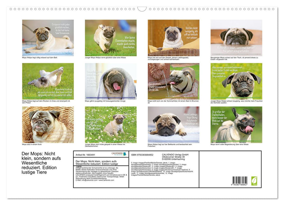 Der Mops: Nicht klein, sondern aufs Wesentliche reduziert. Edition lustige Tiere (CALVENDO Wandkalender 2024)