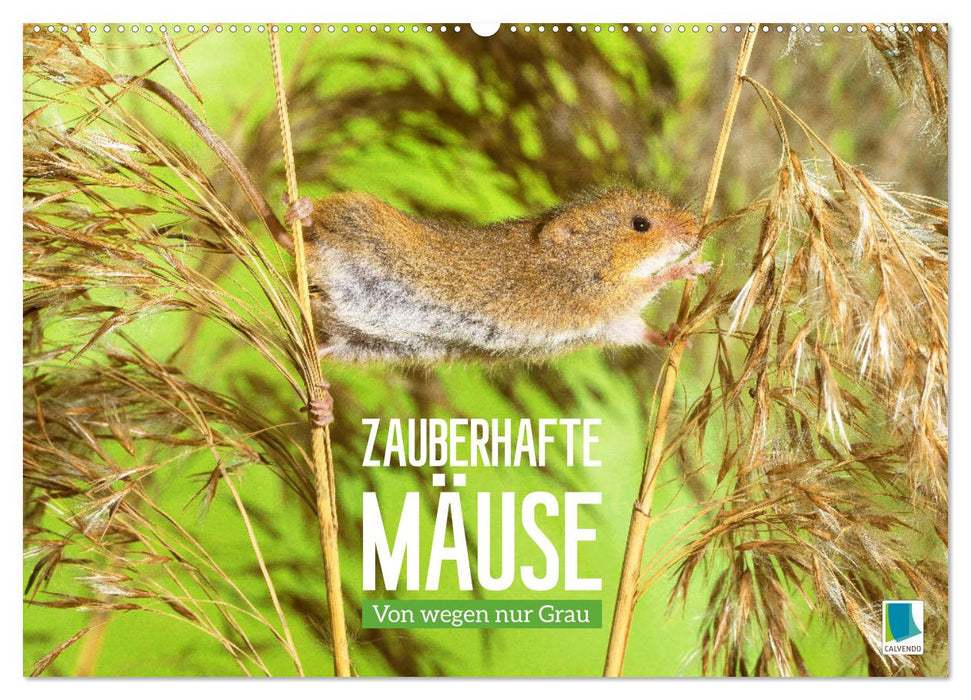 Zauberhafte Mäuse: Von wegen nur Grau (CALVENDO Wandkalender 2024)