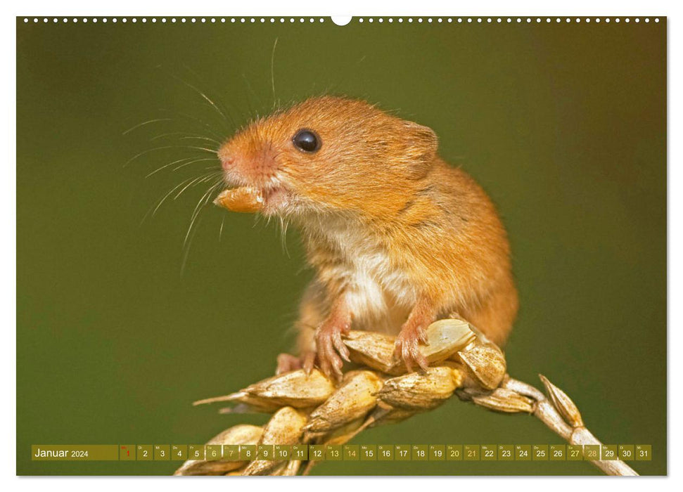 Zauberhafte Mäuse: Von wegen nur Grau (CALVENDO Wandkalender 2024)
