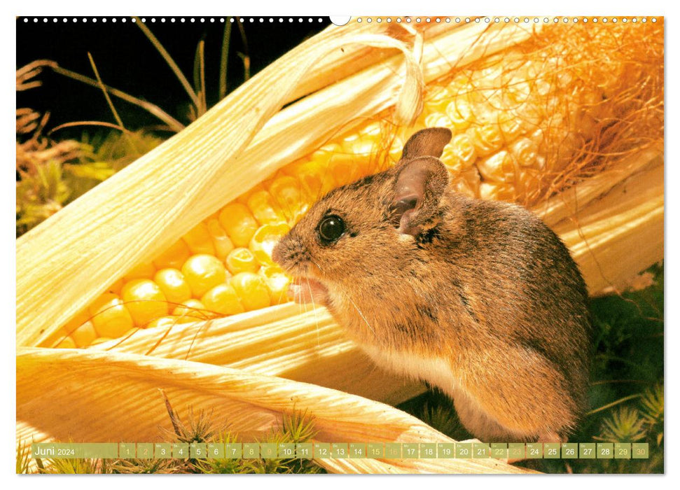 Zauberhafte Mäuse: Von wegen nur Grau (CALVENDO Wandkalender 2024)