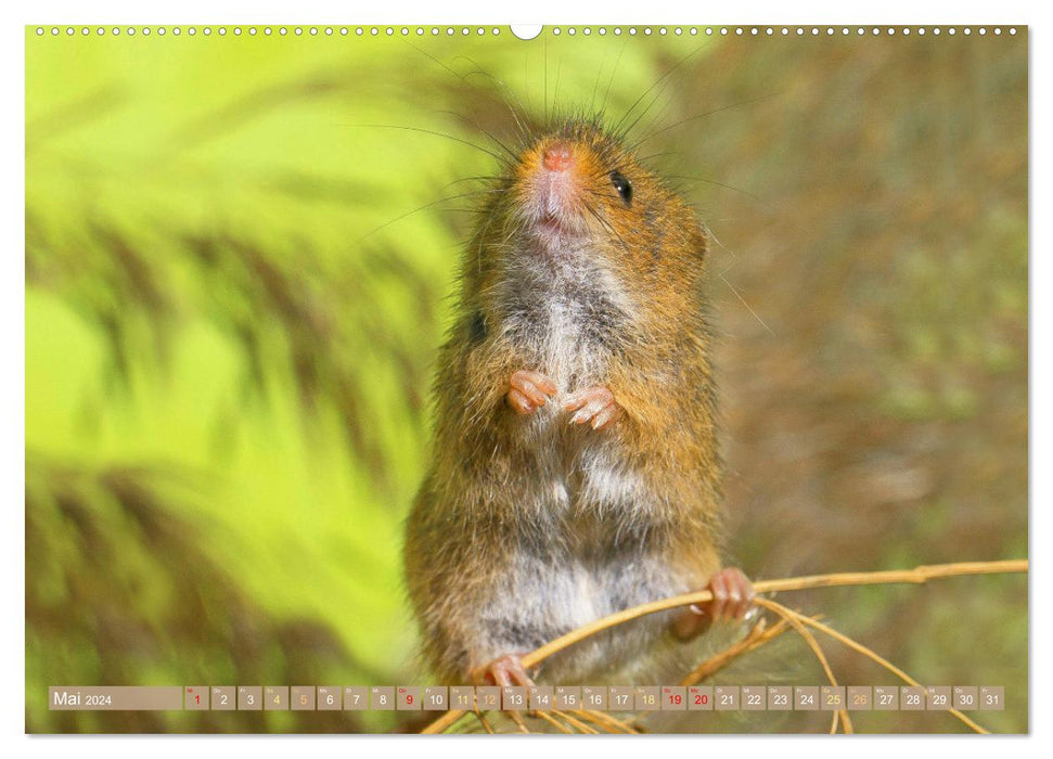 Zauberhafte Mäuse: Von wegen nur Grau (CALVENDO Premium Wandkalender 2024)