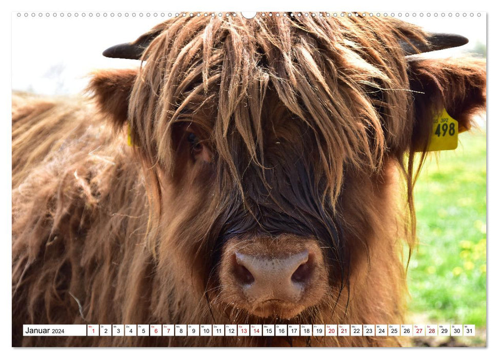 Liebenswerte Rinder (CALVENDO Wandkalender 2024)