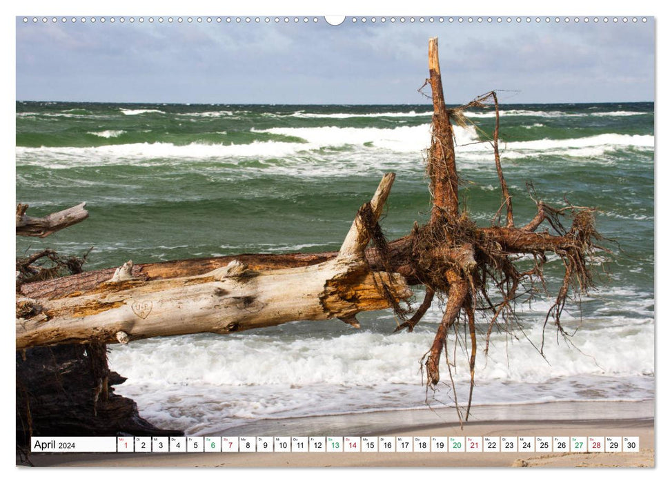 Darßer Weststrand - Fischland Darß Zingst (Calendrier mural CALVENDO 2024) 