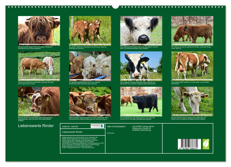 Liebenswerte Rinder (CALVENDO Premium Wandkalender 2024)